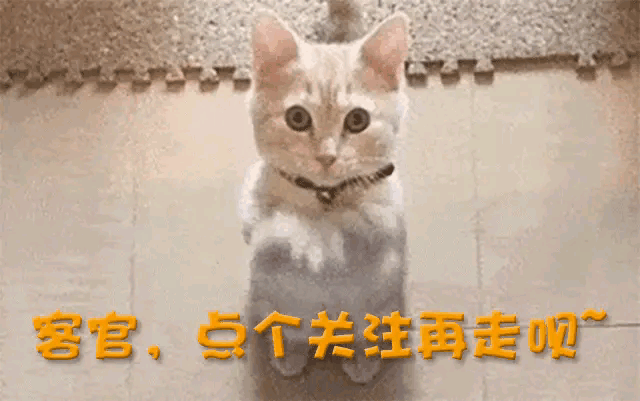 古惠珍 香港娱乐圈特殊饭局 娱乐圈潜规则_香港娱乐圈四大癫王